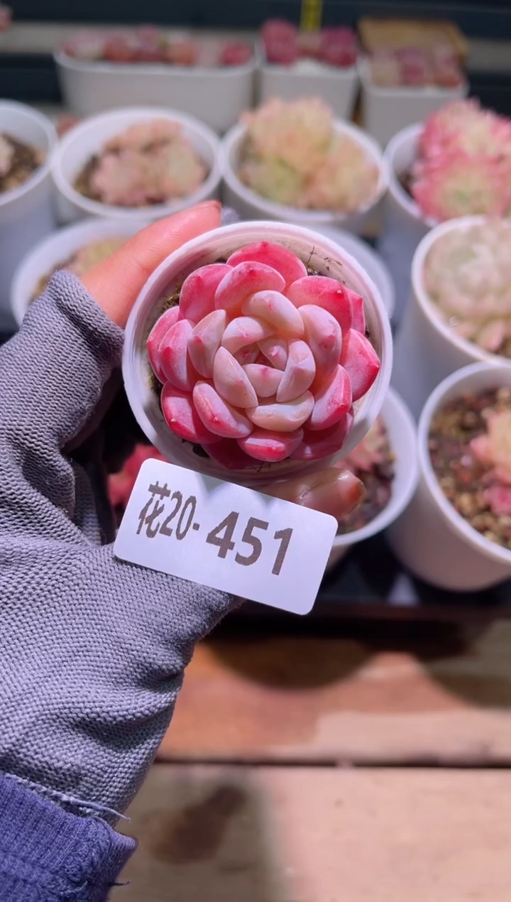 【闪购商品】20-451冰娃娃