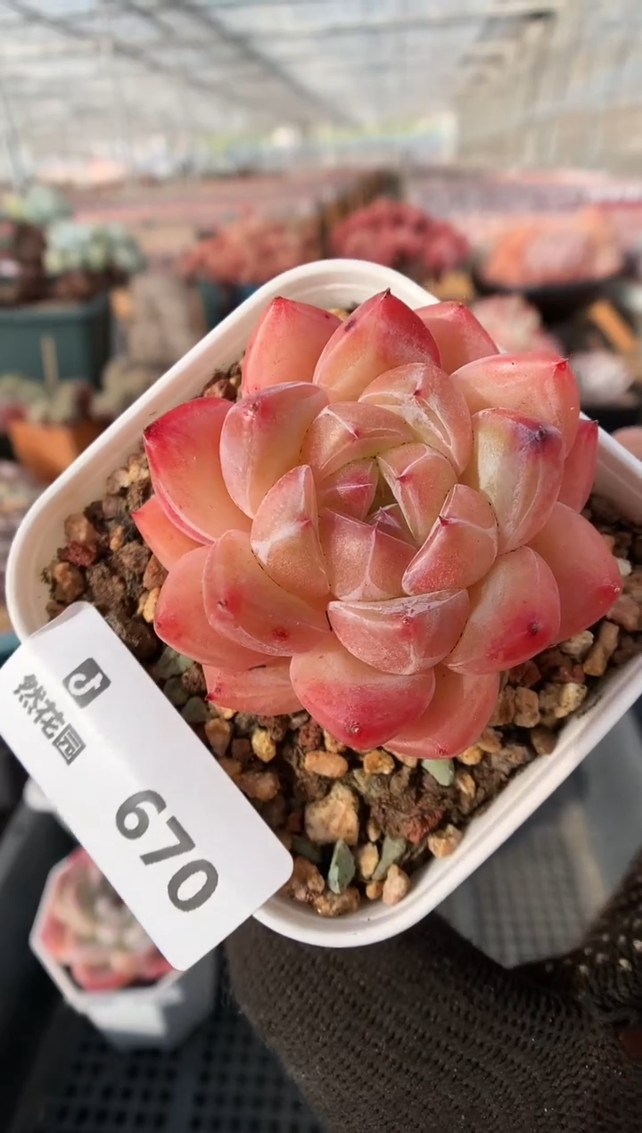 【闪购商品】670钻石珍妮一物一拍