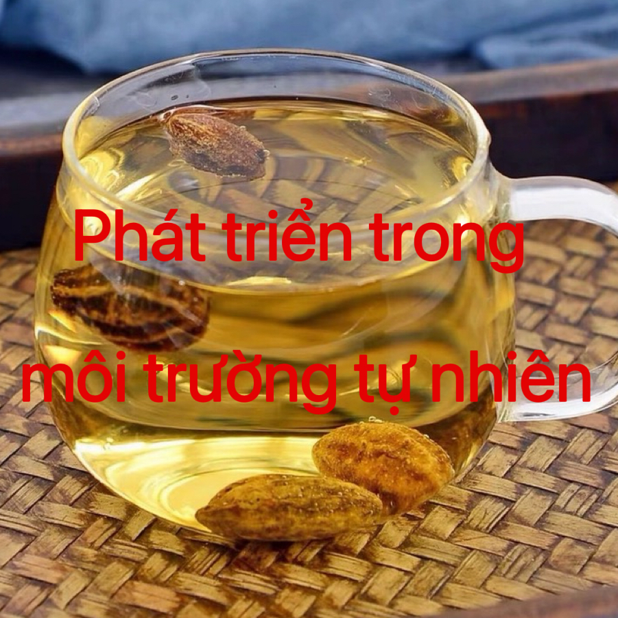 【小杨专属】越南黄金果 精品严选 