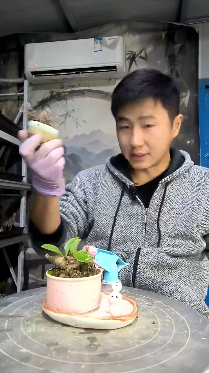 宏*中青园艺一物一拍花40