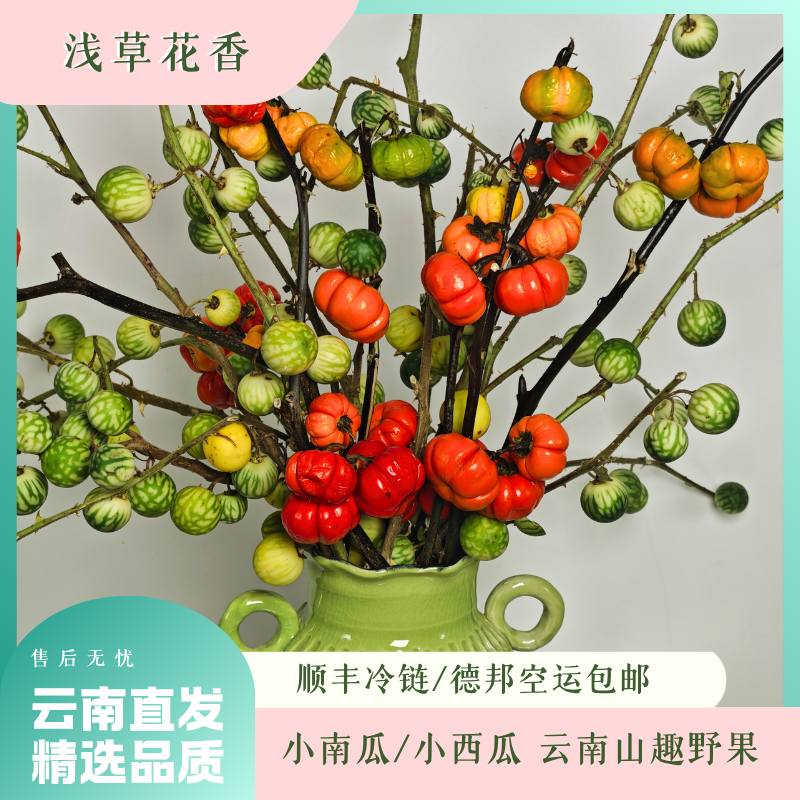 【小西瓜/小南瓜】云南小众观赏刺天茄 可做干花室内摆放耐养