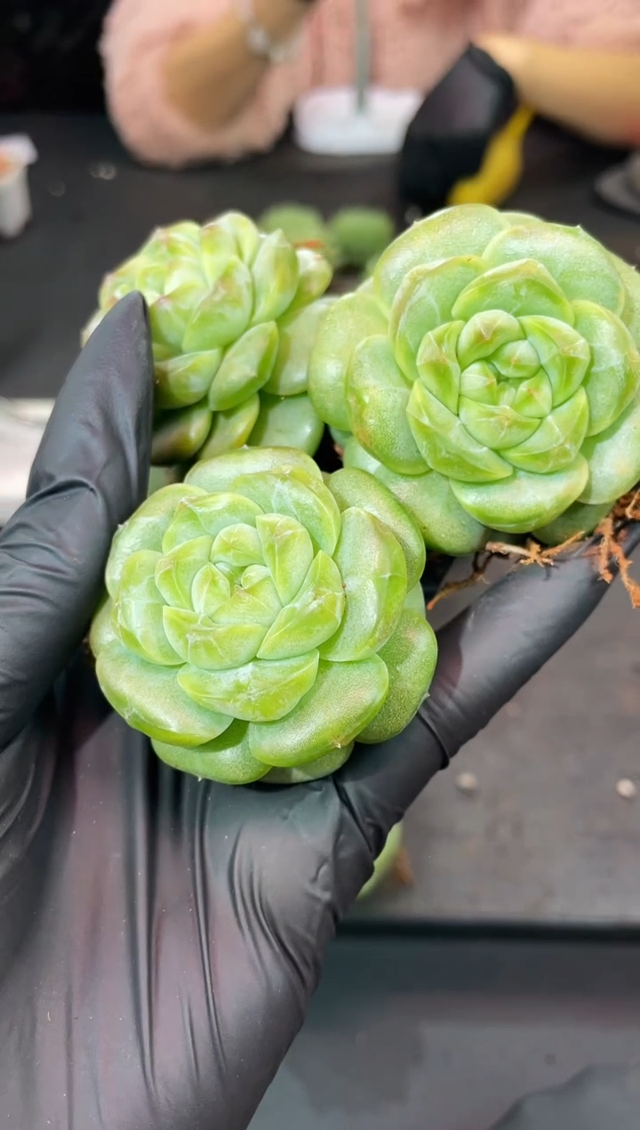 闪购976  翡冷翠多肉一颗  4-5厘米