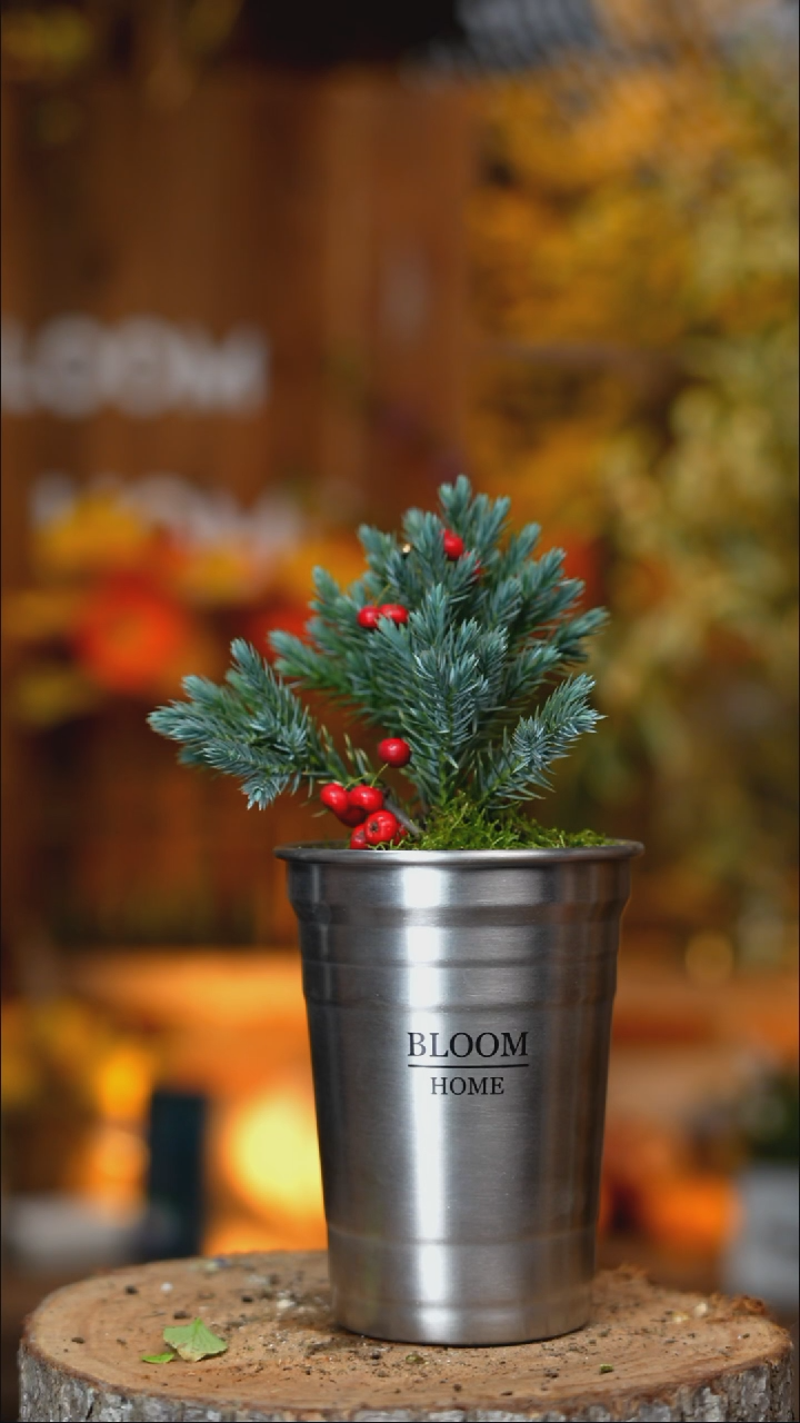 无花朵蓝色恒星带盆