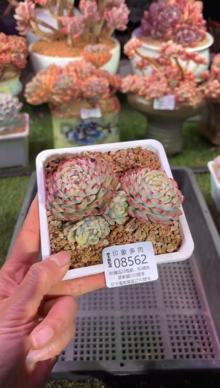 【闪购商品】08562