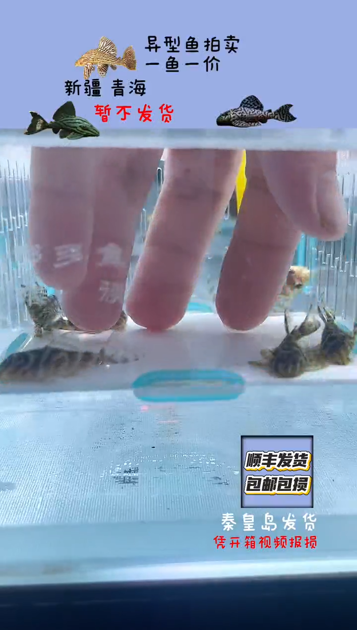 清道夫鱼3.5-4不包入缸损27