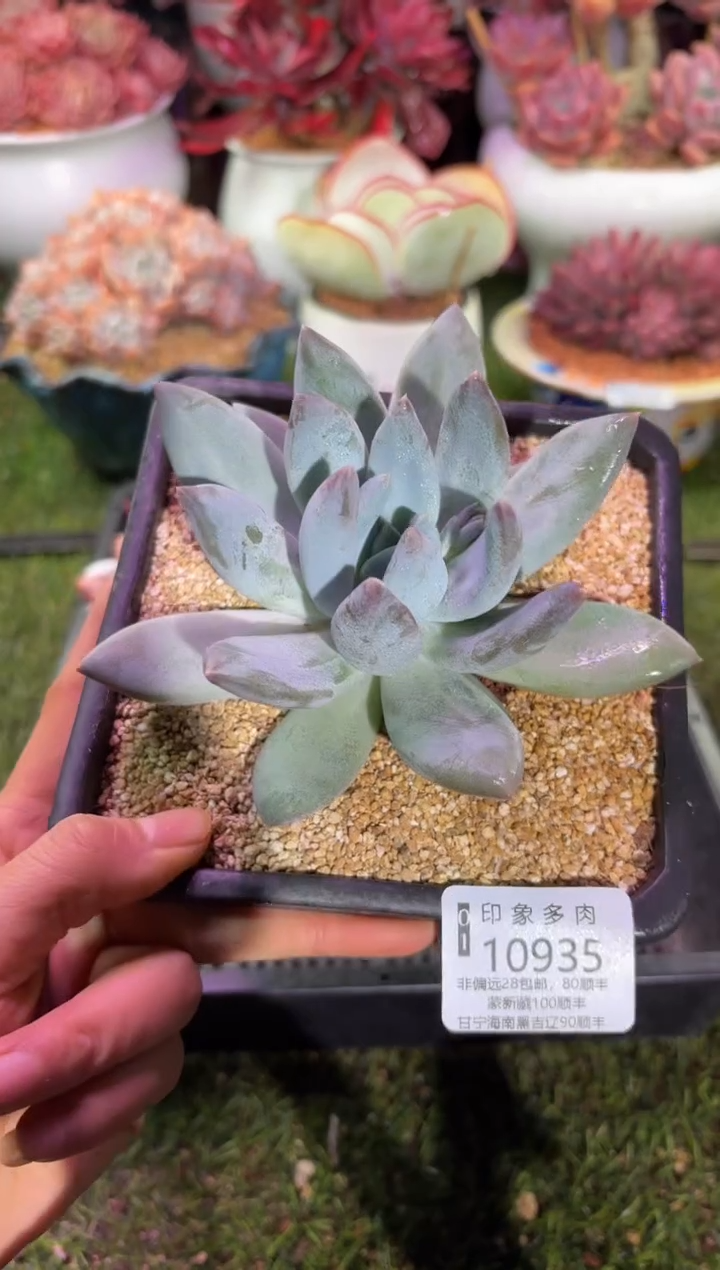 【闪购商品】10935