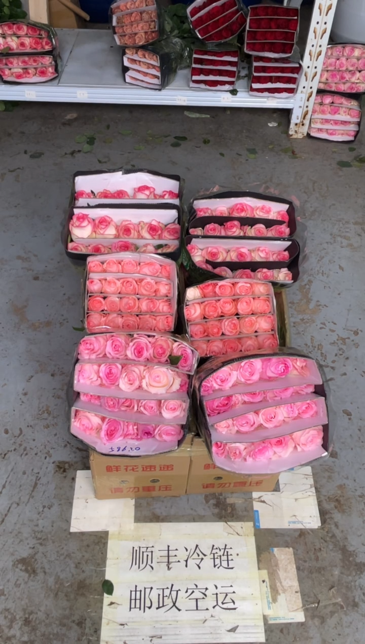 洛神20枝+戴安娜20枝+艾沙20枝