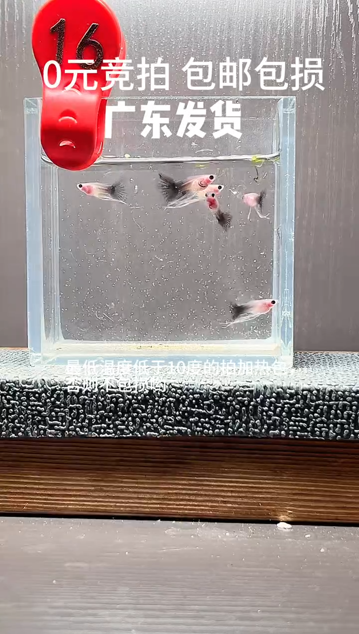 孔雀鱼超透蓝礼服长公5条编号16