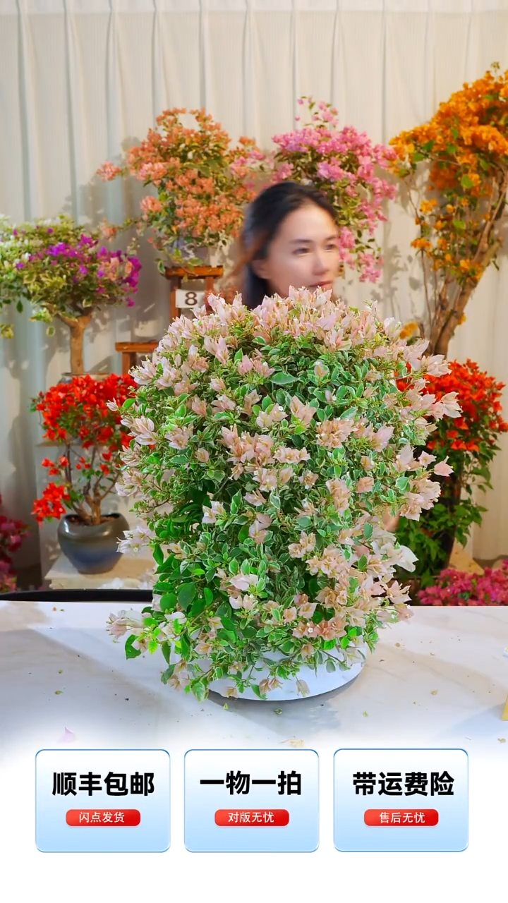 大部分开放少量花苞少女心