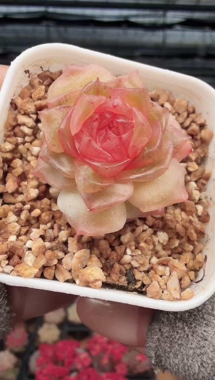 东云多肉园新款-456