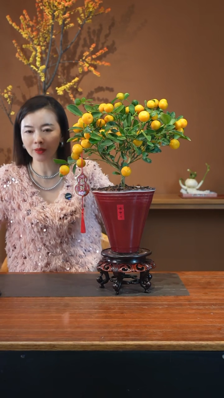 全部花朵小金橘盆景盆景