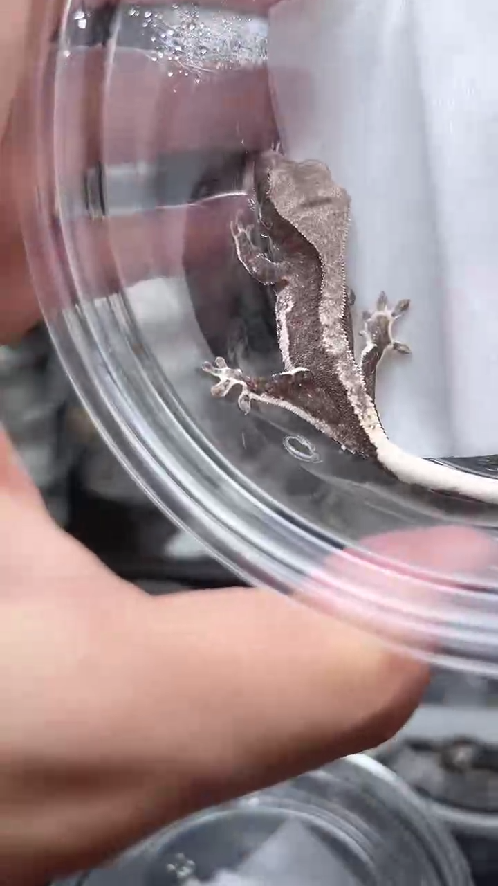 睫角守宫睫角守宫42号缺黄莉莉