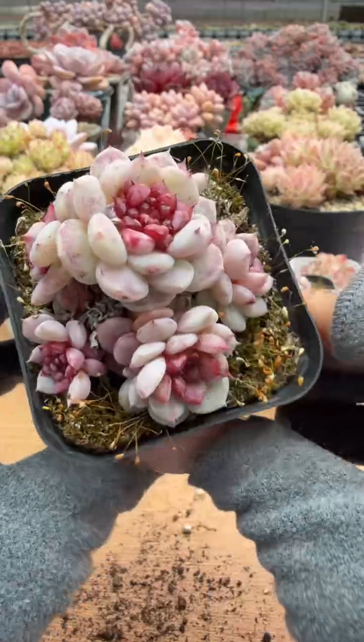 东云多肉园二店-167