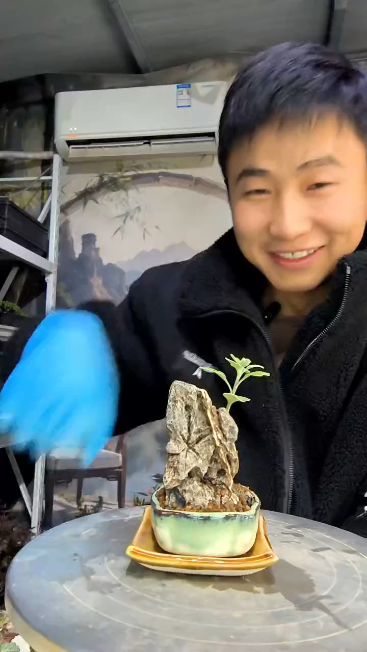 尔*中青园艺一物一拍花74