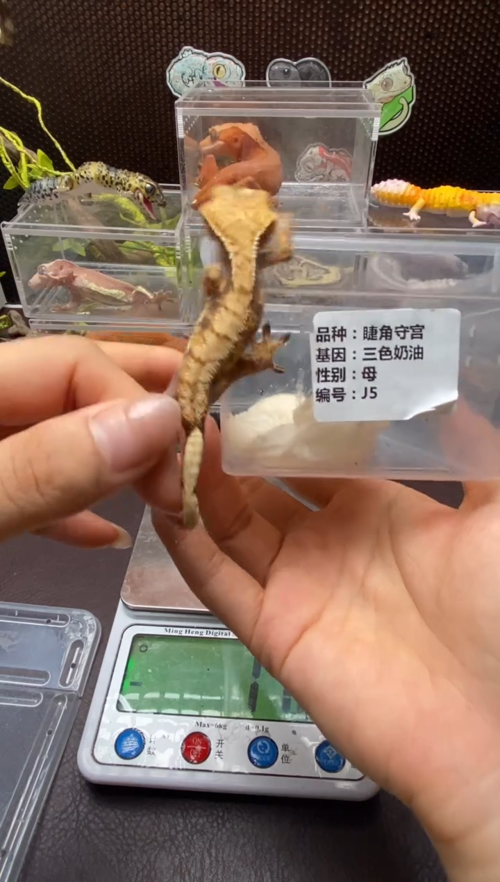 睫角守宫鳞与尾 Scale Tail 爬宠J5