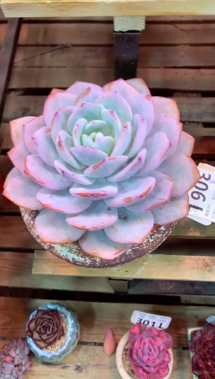 306L（一物一拍，精品多肉，所见即所得 ）