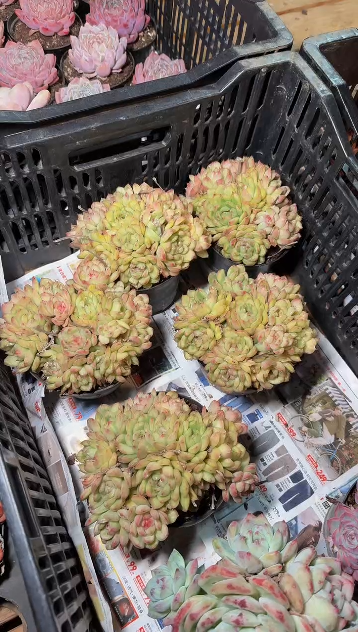 120#冰天使锦群（12-15cm）脱土