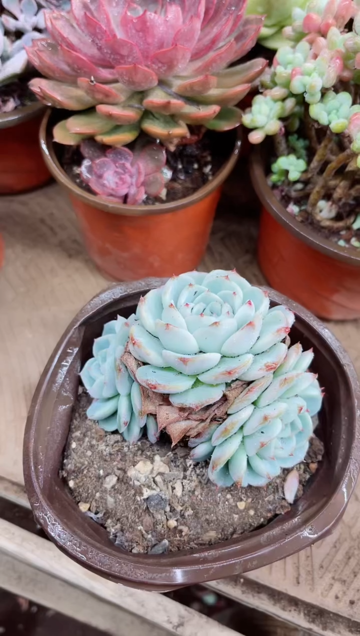 吖*21021多肉植物一物一拍