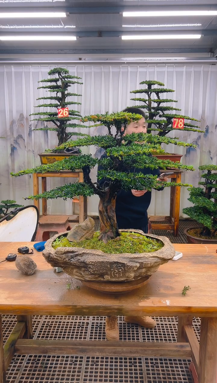 无花朵家***宿精品盆景直播间一物一拍
