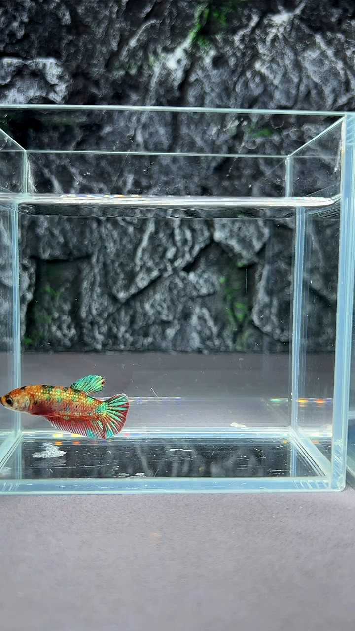 斗鱼竞拍链接A061