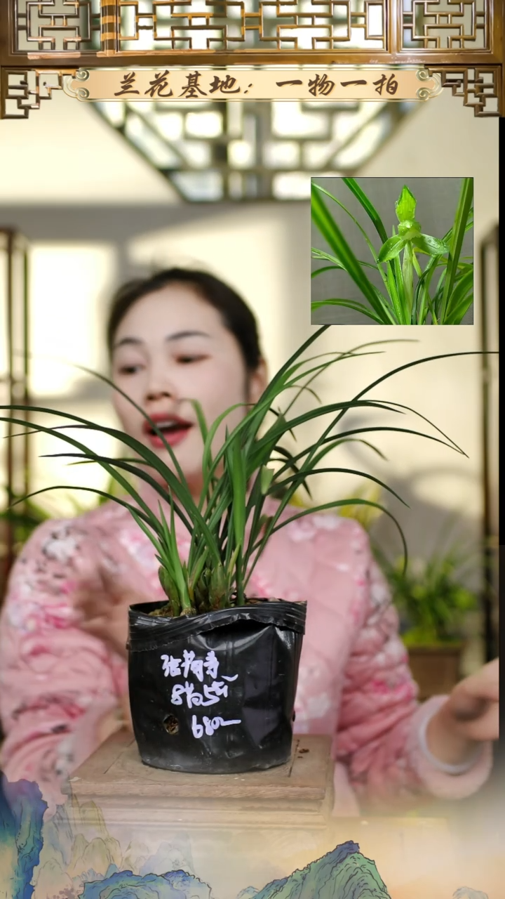 全部花苞春兰张荷素