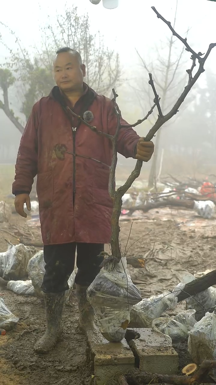 完全开放枣树243