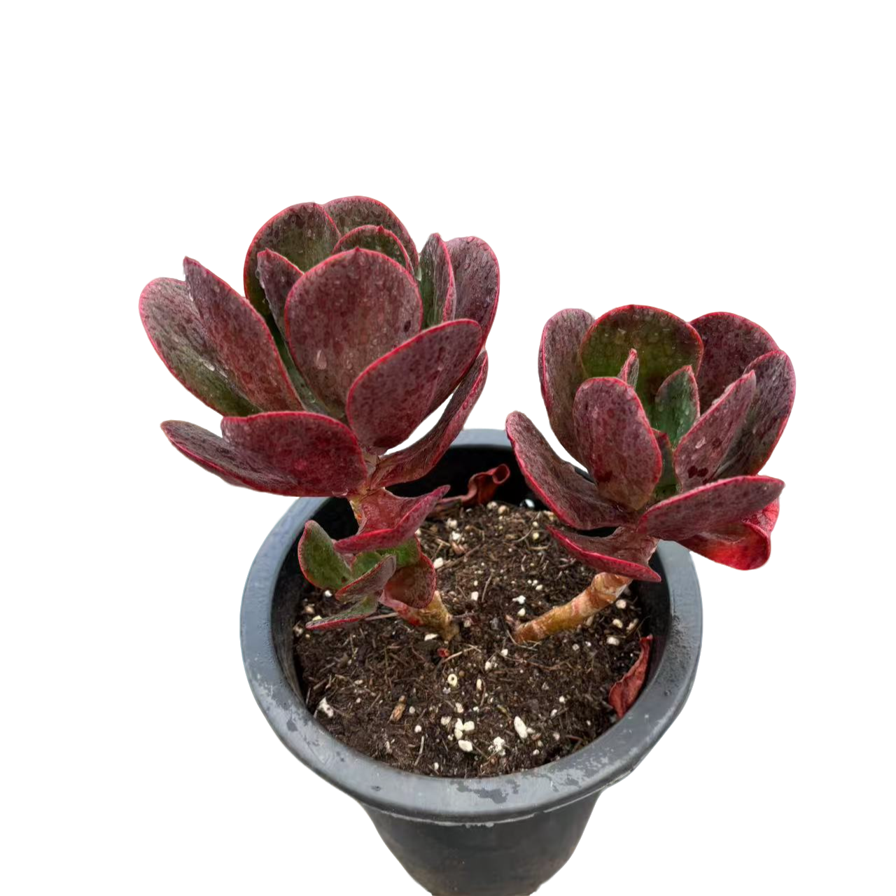 多头大唐玫瑰多肉植物