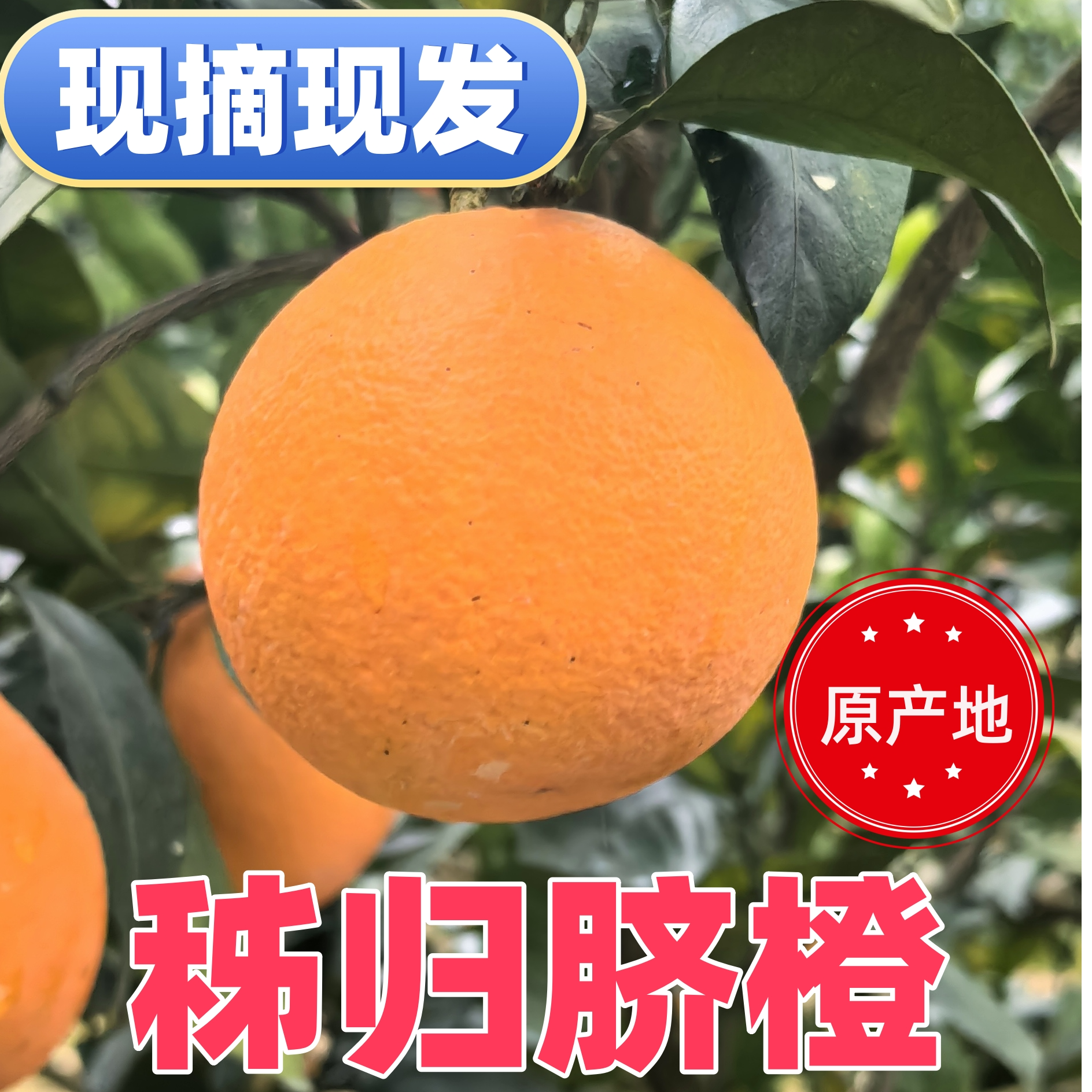 秭归沙镇溪镇 脐橙 助农 秭归脐橙 现摘现发