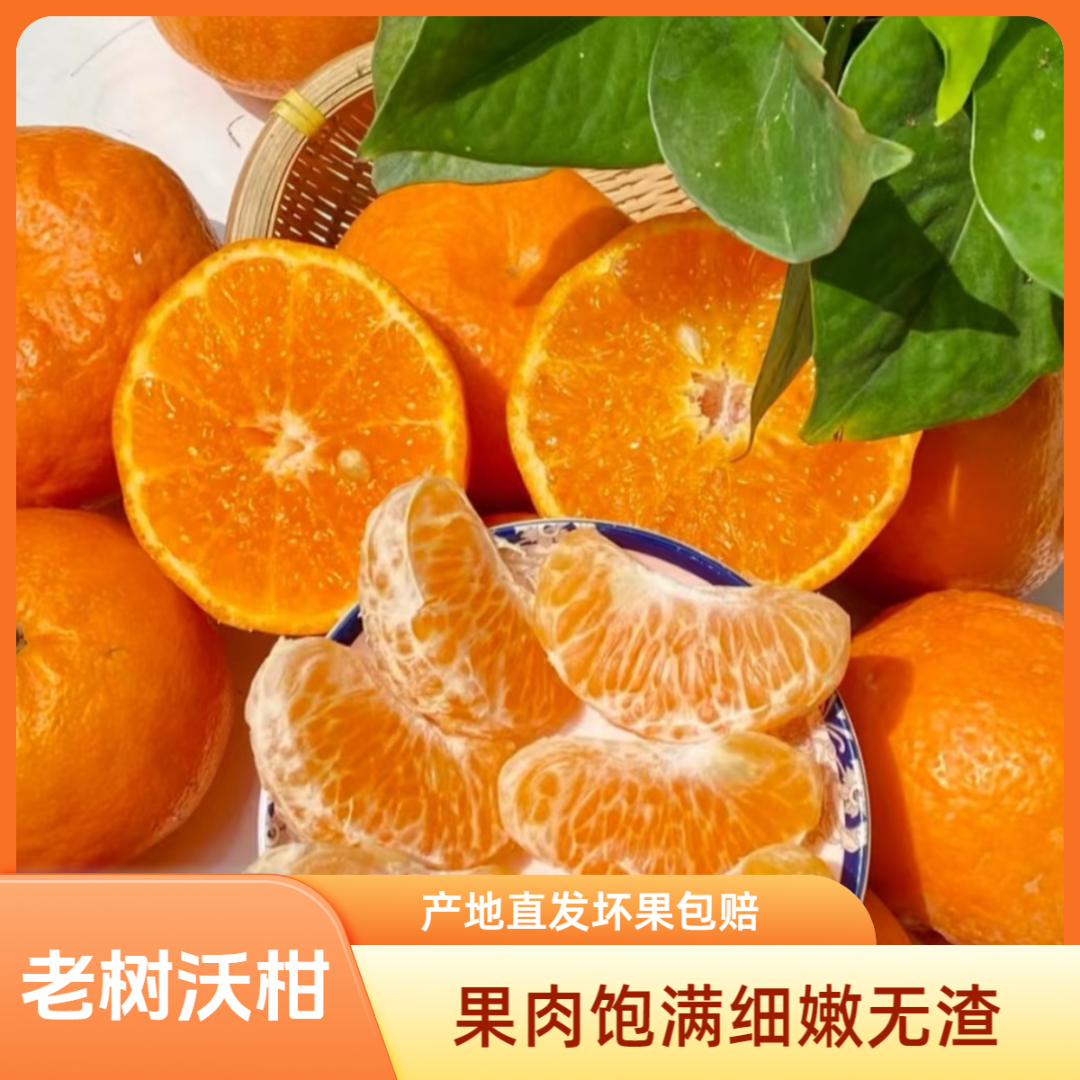 JS3新鲜现摘广西正宗老树花皮沃柑皮薄多汁果园直发当季水果