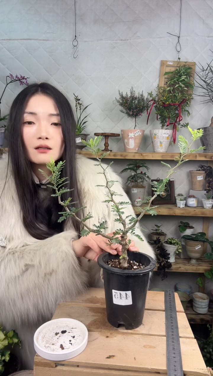 无花朵445沙漠苏木育苗盆