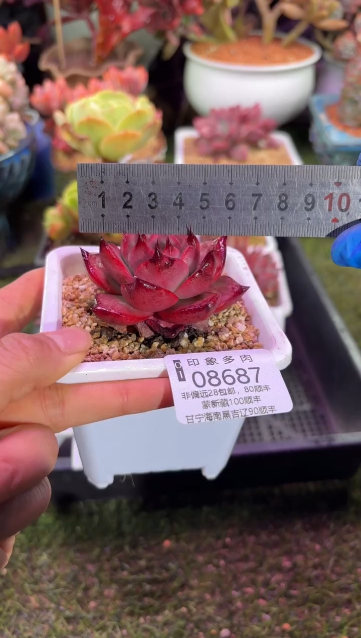 【闪购商品】08687