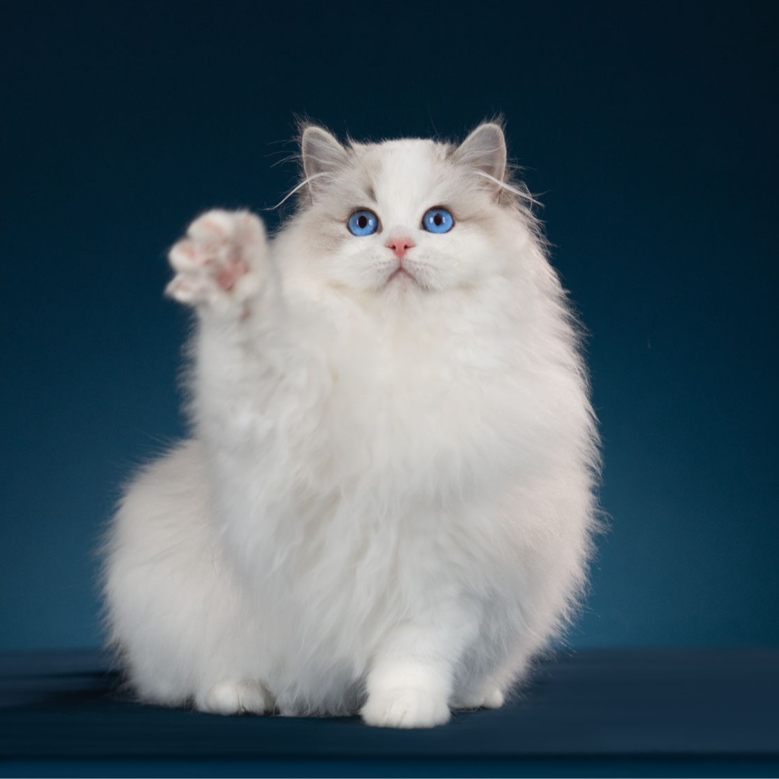 布偶猫新脸版布偶猫甜美系宠物猫（主播讲解后再下单）