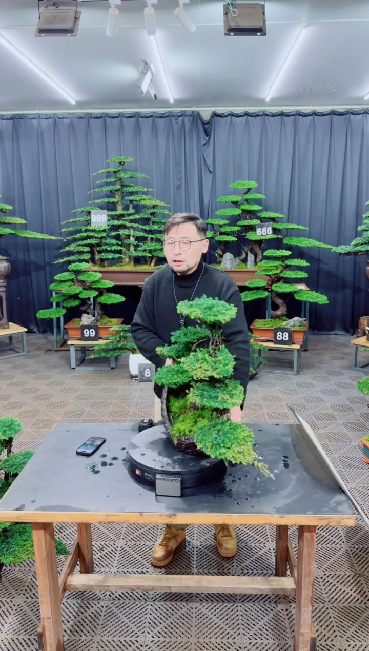 无花朵迎客松盆景1