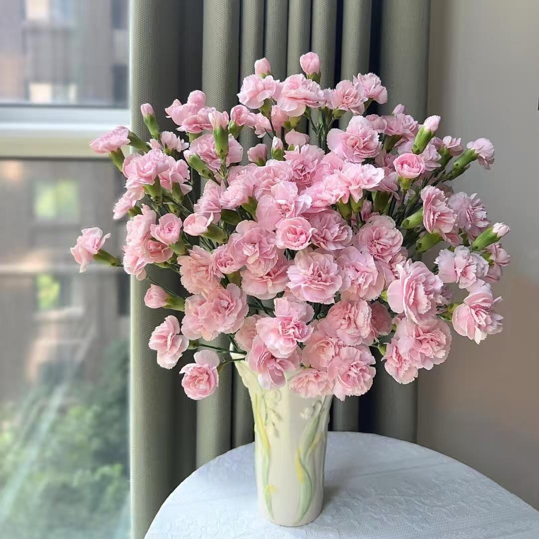 【两单包邮】海盛粉鸽子多头康乃馨云南鲜花