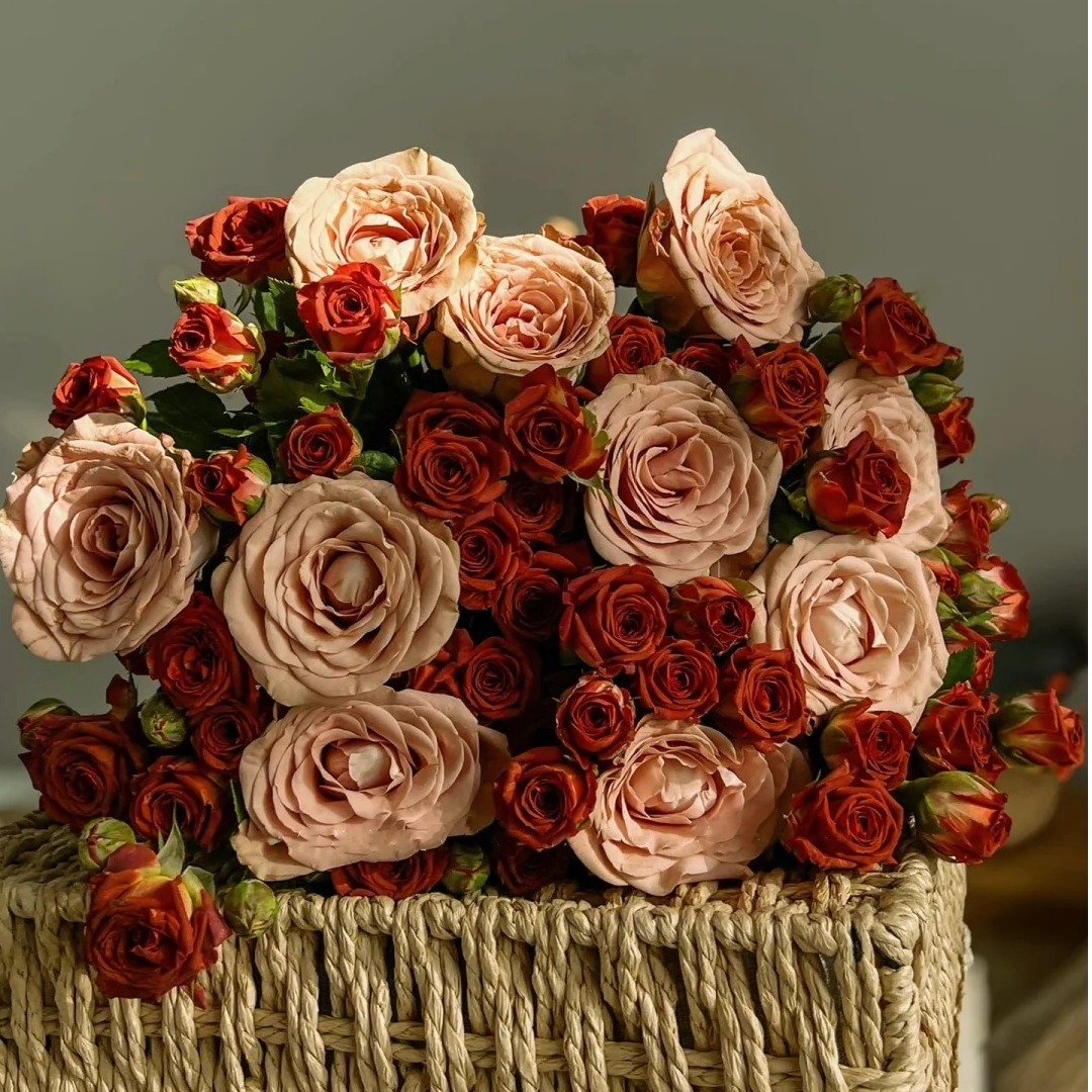 【福利组合】 卡布奇诺+巧克力多头玫  店铺现货包邮  鲜花鲜切花