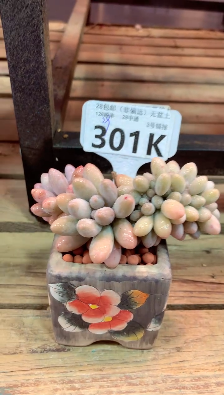 301K（一物一拍，精品多肉，所见即所得 ）