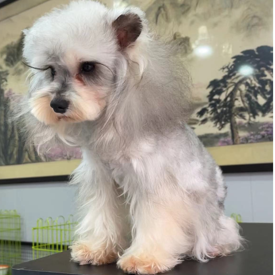 雪纳瑞等多种宠物幼犬有售后