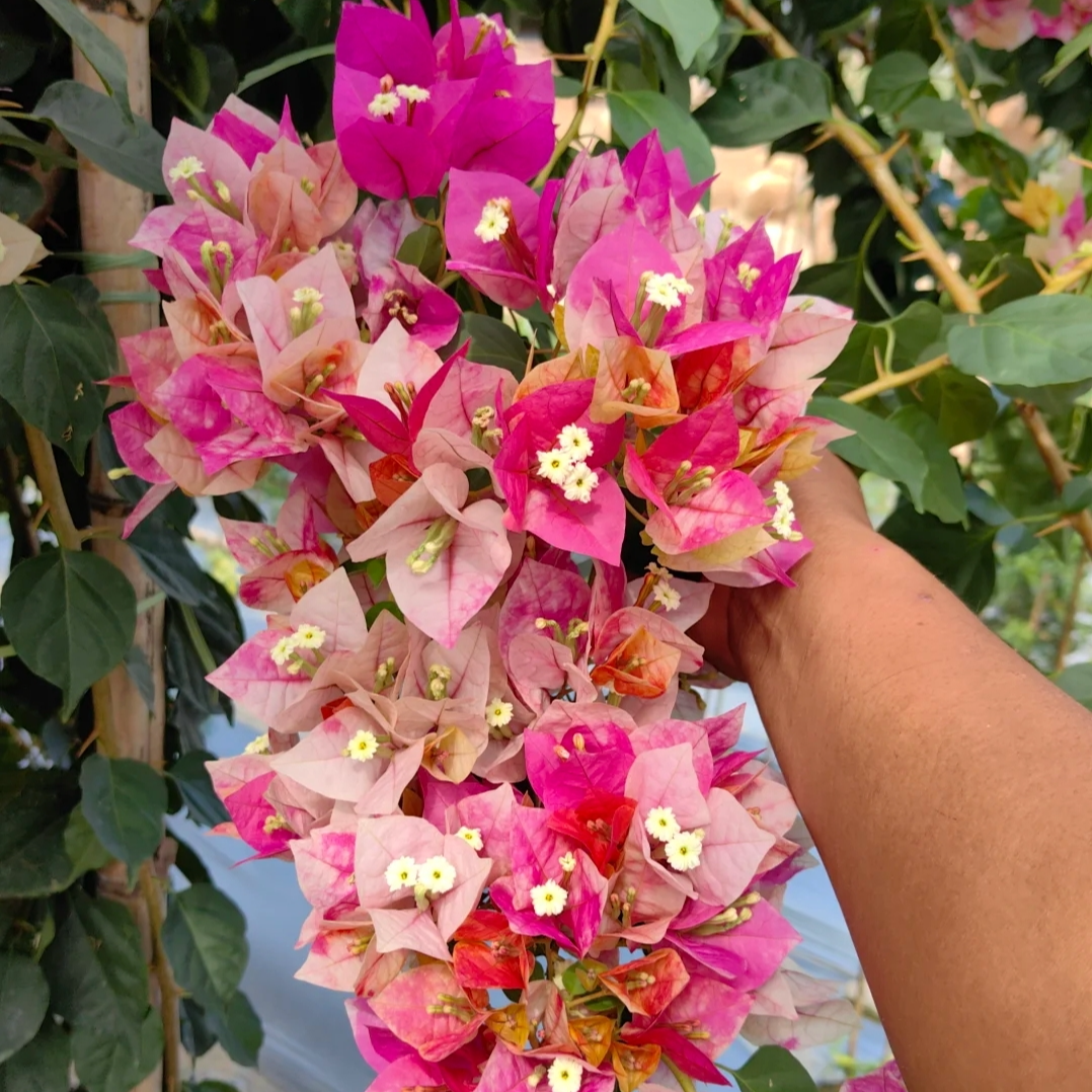 宝利【金饶】三角梅喜光易养护室内外庭院花卉观赏原盆土根系好