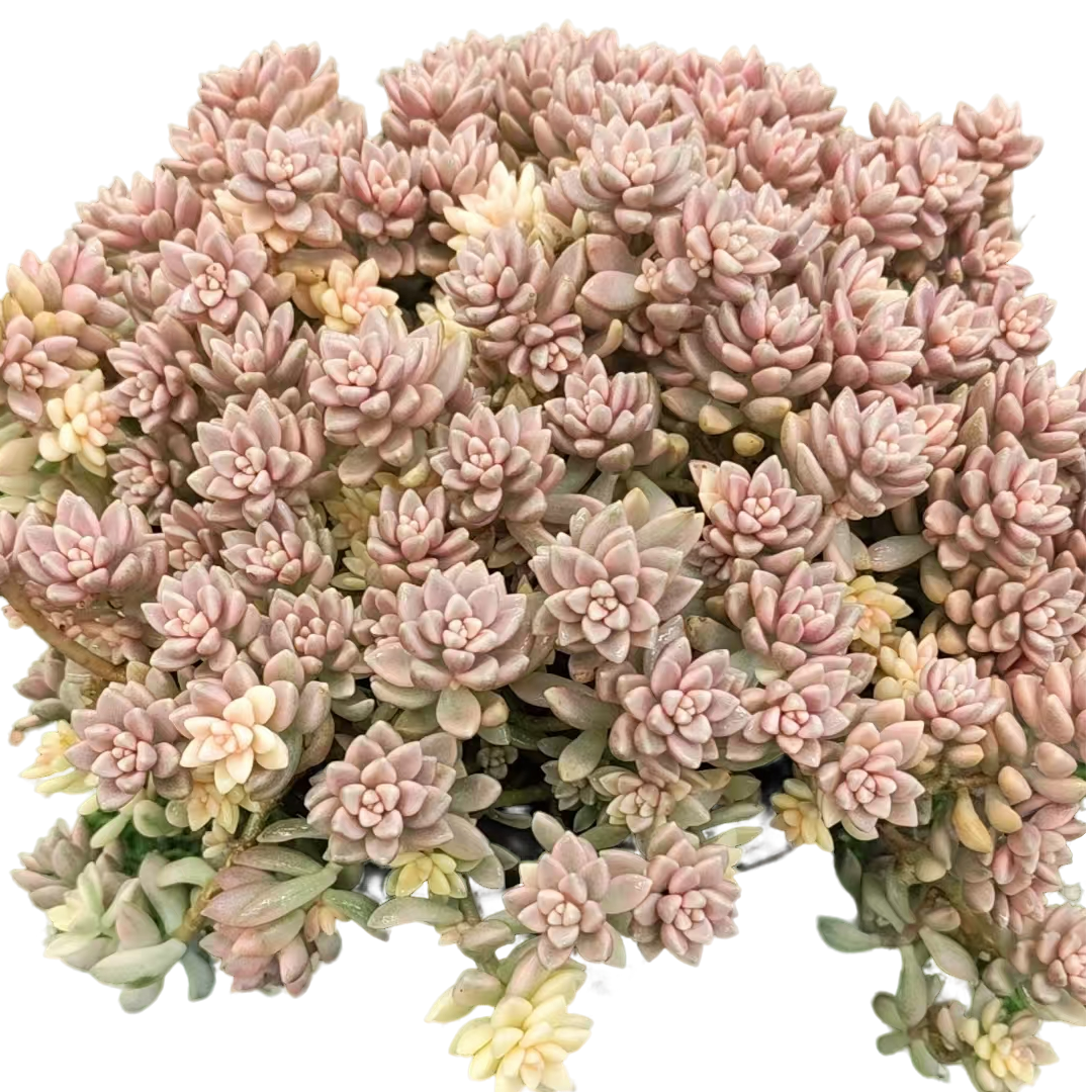 【秋丽锦姬】整桩老桩妖桩法师缀化单头捧花整群盆栽盆景好养