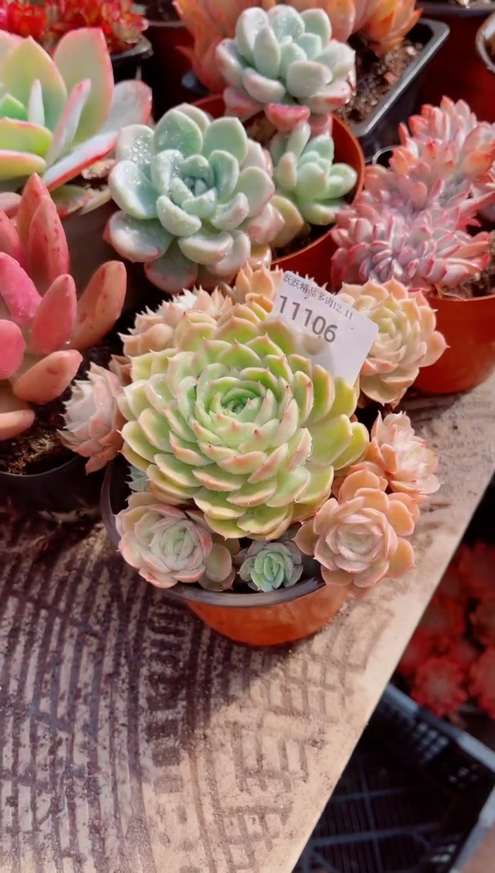 凤*姐跃跃精品多肉11106