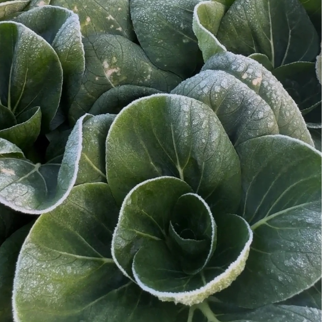 湖北孝感农家打霜苏叶青小白菜现摘现发应季蔬菜露天种植