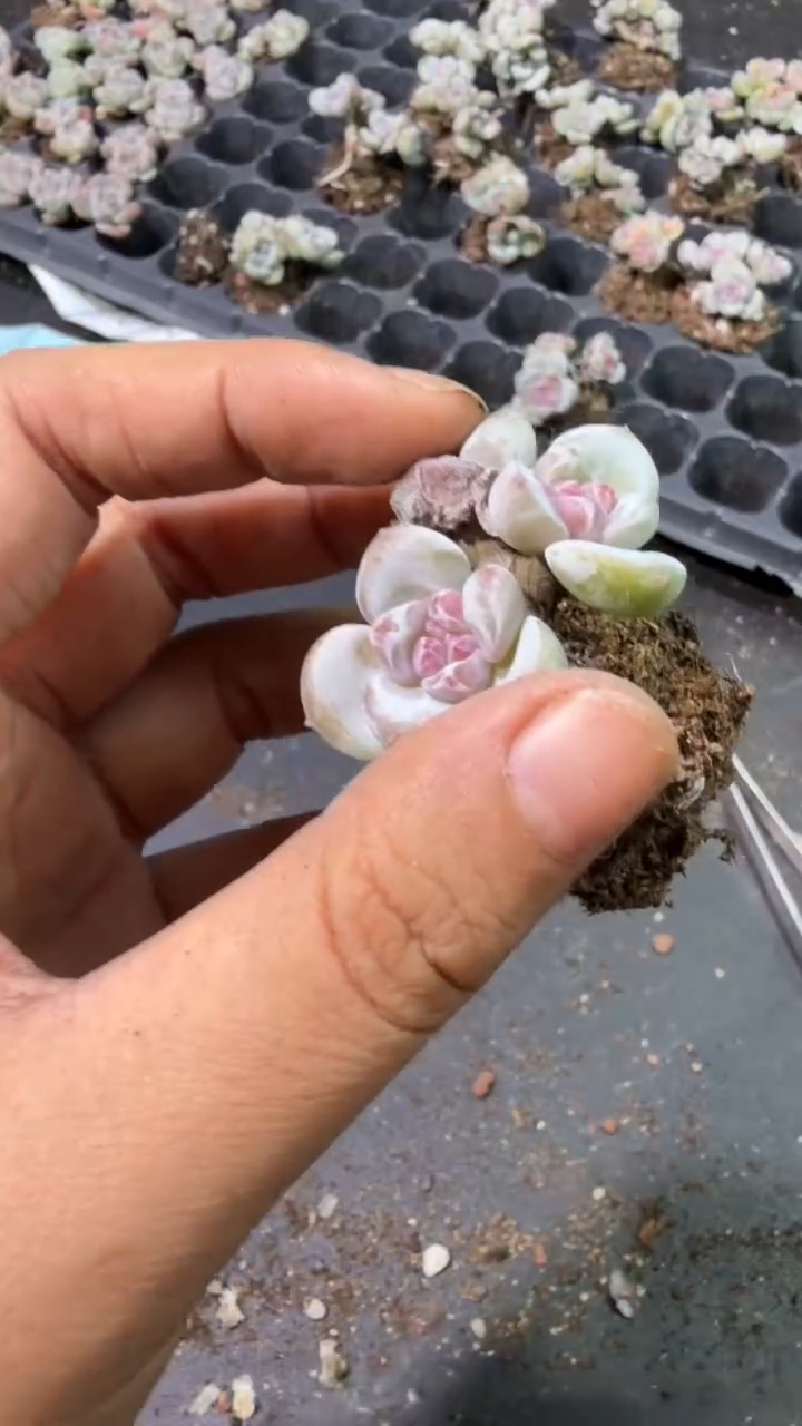 10号星影小树到手（1）棵-江北多肉