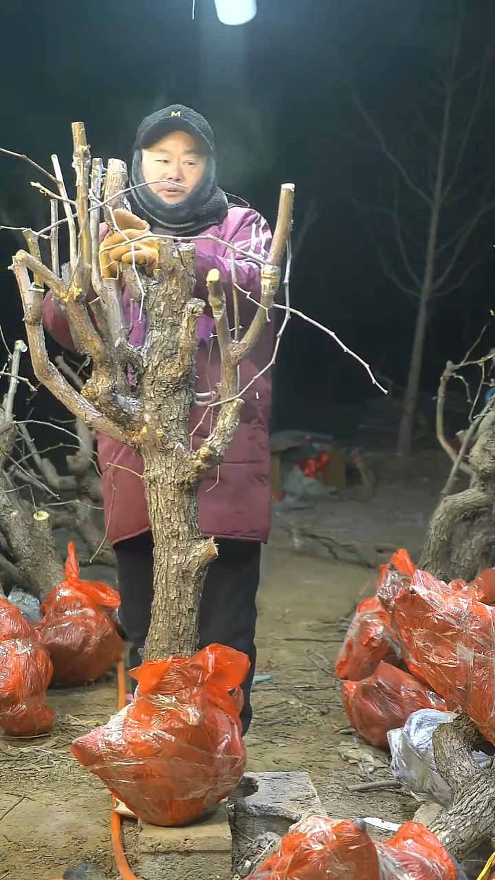 完全开放枣树628