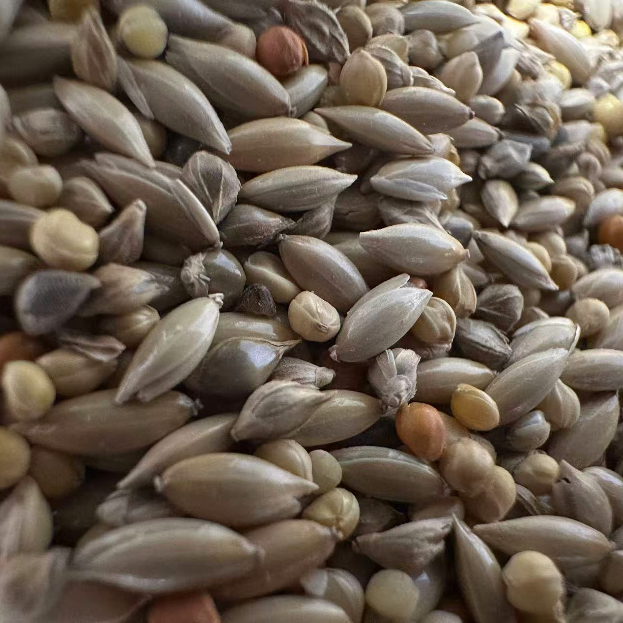 手养文鸟 专用混合鸟粮 1 斤