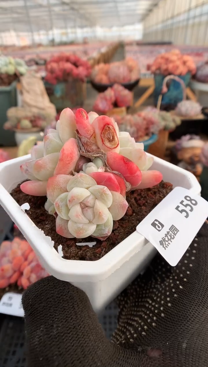 【闪购商品】558冰玉一物一拍