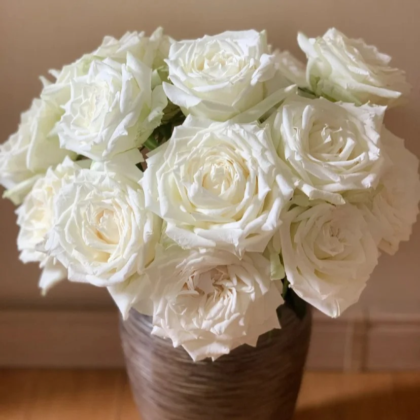 （蔓蔓）坦尼克单头玫瑰15支+5支防损 1单包邮