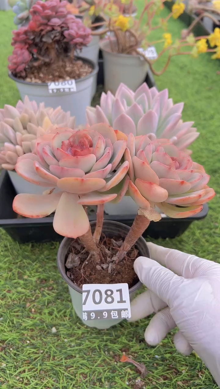 【闪购商品】信福多肉一物一拍