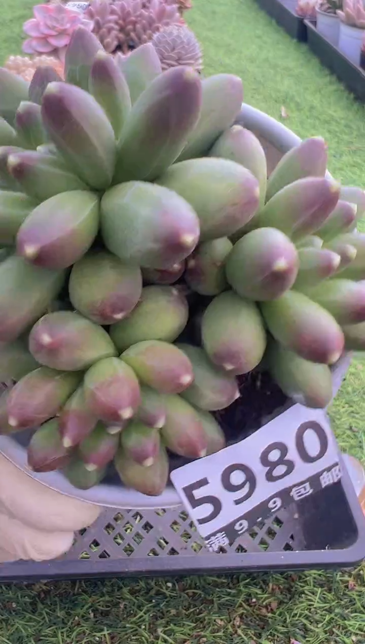 【闪购商品】信福多肉一物一拍