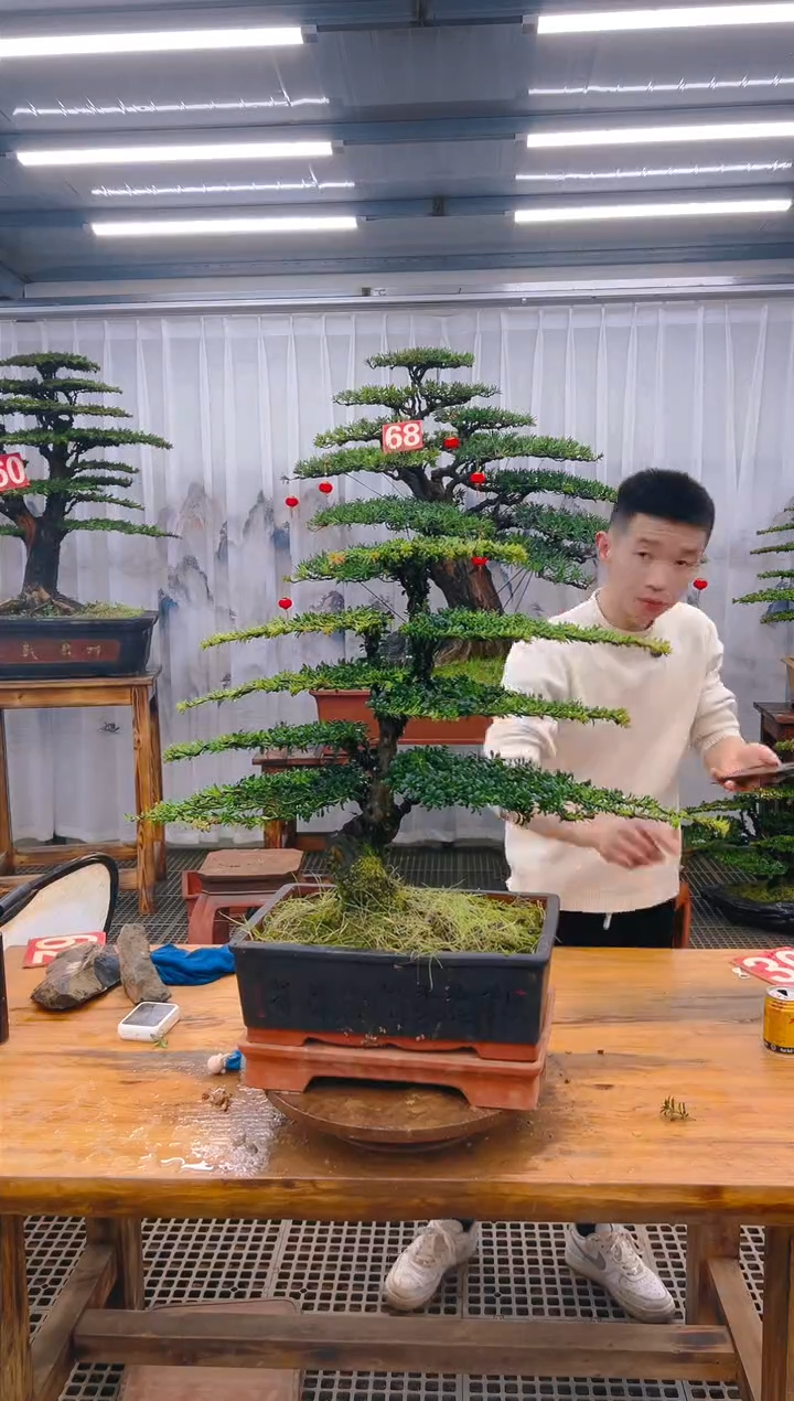 【闪购商品】紫砂精品盆景直播间一物一拍