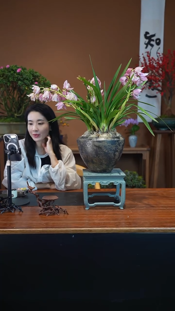 全部花朵贝壳风铃盆景盆景盆景